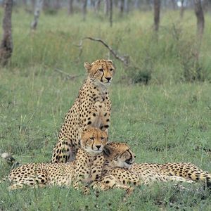 Meet your Posher, Cheri